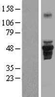 FAM43A Protein (Over-Expression Lysate Myc-DDK (Flag))