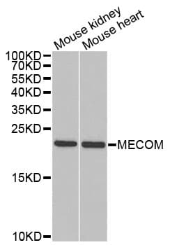 MECOM / EVI1 Antibody