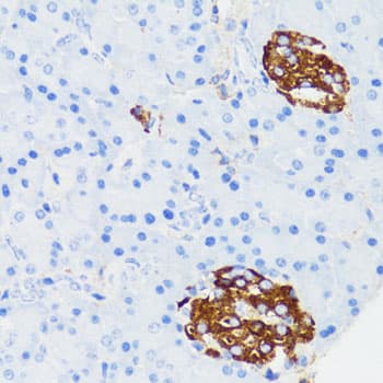 TLR2 Antibody