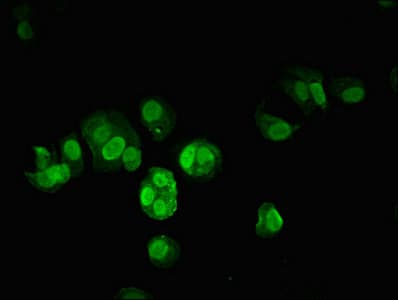 JUN / c-Jun Antibody