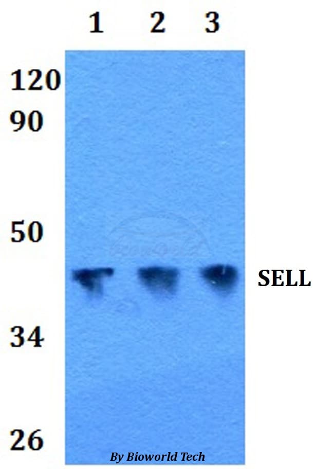 Polyclonal Rabbit anti-Human SELL / L-Selectin / CD62L Antibody (WB)