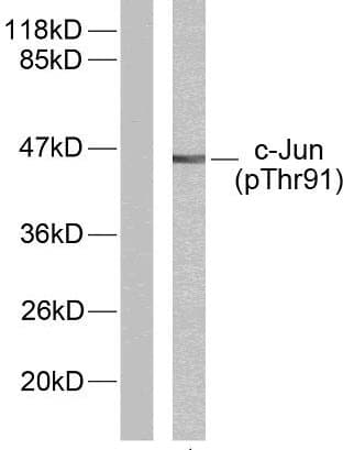 Polyclonal Rabbit anti-Human JUN / c-Jun Antibody (phospho-Thr91, IHC, WB)