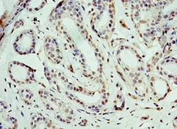 BCAS2 Antibody (aa1-225)