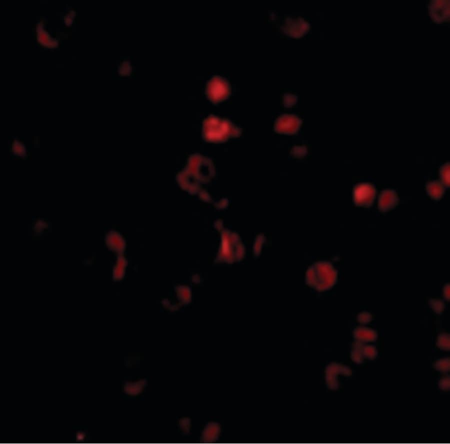 IHC-plus™ AATF Antibody