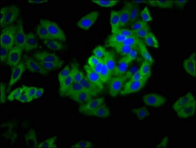 CLDN6 / Claudin 6 Antibody