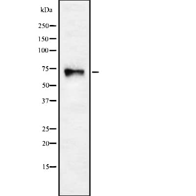 CHRNA4 / NACHR Antibody
