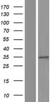 GLTPD2 Protein (Over-Expression Lysate Myc-DDK (Flag))