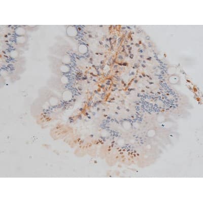 CREB1 / CREB Antibody (phospho-Ser133)