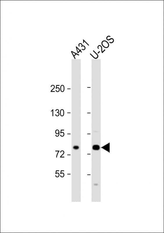 MAN1A2 Antibody (aa342-373)
