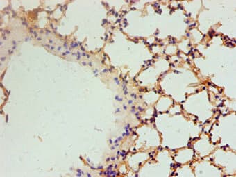 Polyclonal Rabbit anti-Rat VEGFA / VEGF Antibody (aa27-232, IHC, WB)