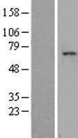 TAF1B Protein (Over-Expression Lysate Myc-DDK (Flag))