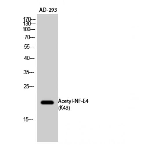 NFE4 / NF-E4 Antibody (around the acetylation site of K43.)