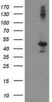 EIF2B3 Antibody (clone OTI1A4)