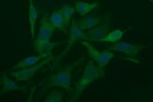 RAPGEF1 Antibody (clone OTI3H5)