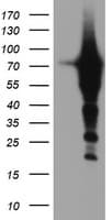 EPN2 Antibody (clone OTI1B4, Carrier-free)