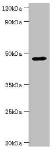 SHFM3 / FBXW4 Antibody (aa143-412)