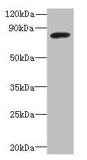 PBXIP1 / HPIP Antibody