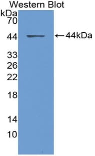 CCL14 Antibody (aa20-93)