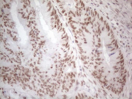HDAC2 Antibody (aa415-488, clone OTI7E10)