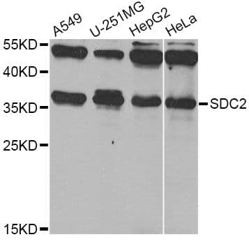 Polyclonal Rabbit anti-Human SDC2 / Syndecan 2 Antibody (WB)