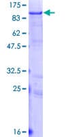 Human LNX1 / LNX Protein (Recombinant GST)