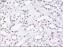 NOG / Noggin Antibody (clone OTI1C1)