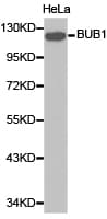 BUB1 Antibody