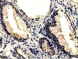 CBWD1 Antibody (clone OTI4D4)