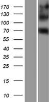 EIF4B Protein (Over-Expression Lysate Myc-DDK (Flag))