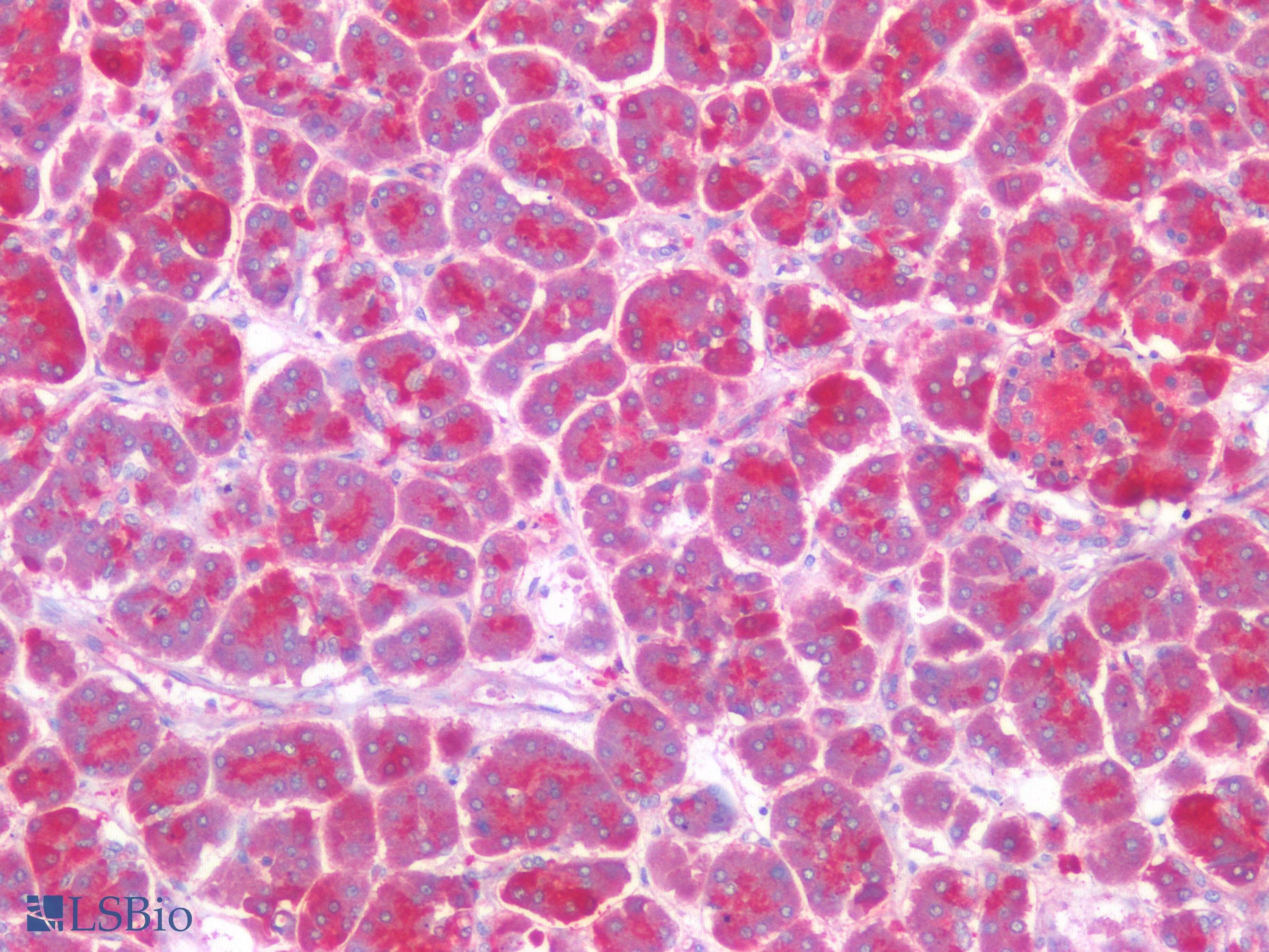 IHC-plus™ ISG15 Antibody