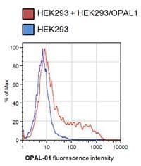 Monoclonal Mouse anti-Human C10orf26 / OPAL1 Antibody (clone OPAL1-01, WB)