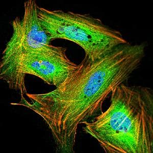 Monoclonal Mouse anti-Human GRIK4 / KA1 Antibody (clone 8H5G5, IHC, WB)