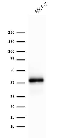 EPCAM Antibody (aa77-202, clone rEGP40/1372, Azide-free, Carrier-free)