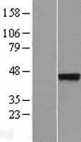 SYT5 Protein (Over-Expression Lysate Myc-DDK (Flag))