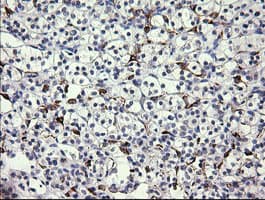 FATE1 Antibody (clone OTI6A11, Carrier-free)