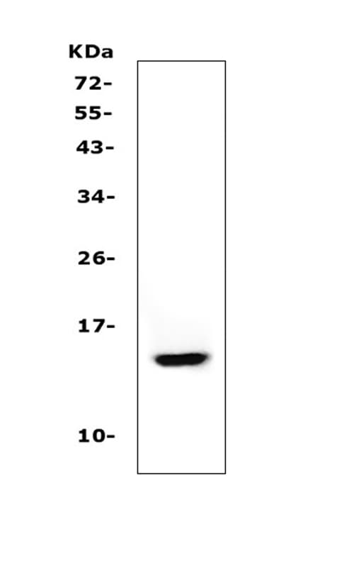 CSTA / Cystatin A Antibody (aa77-90)