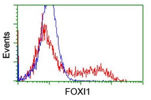 FOXI1 Antibody (aa111-350, clone OTI5D3, Carrier-free)