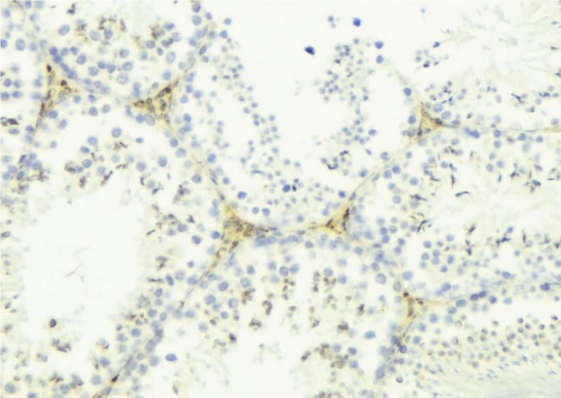LYZL6 Antibody