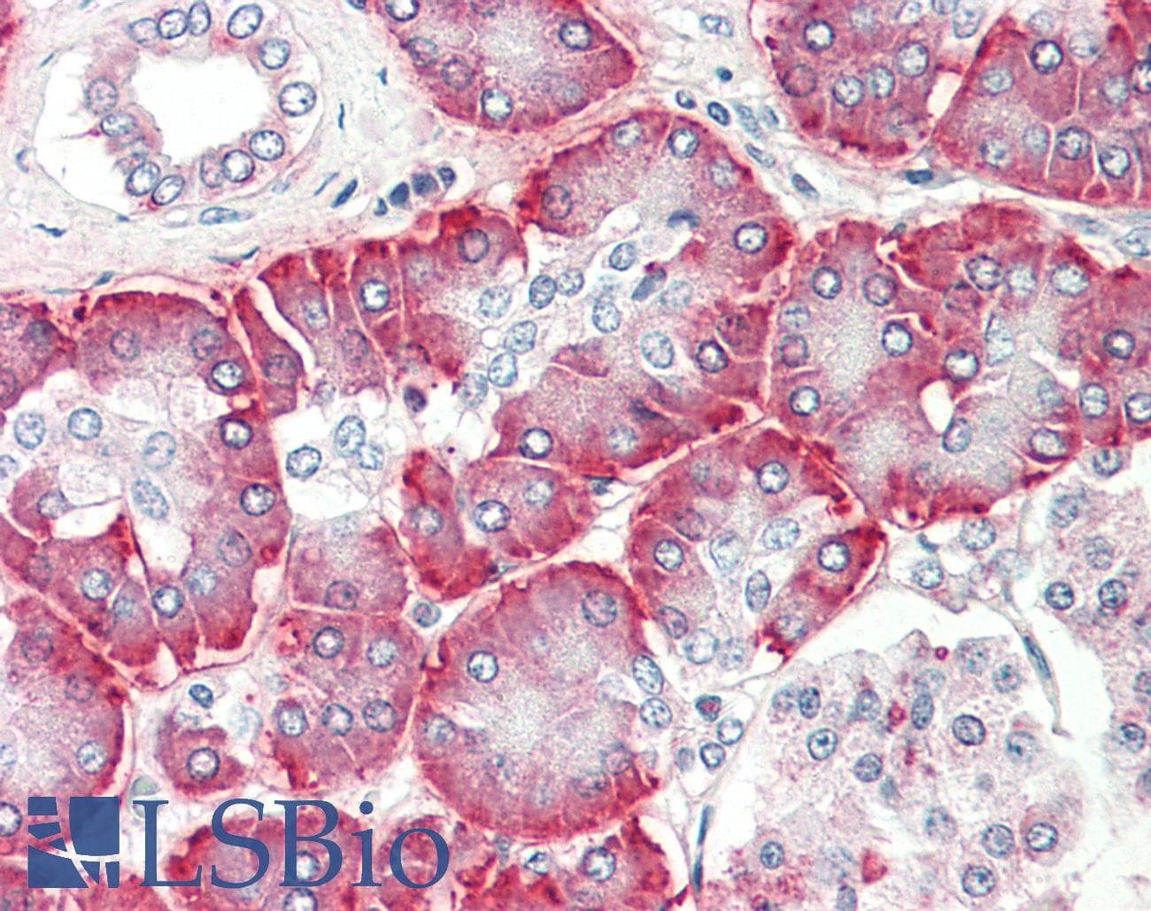 PDI / P4HB Antibody (C-Terminus)