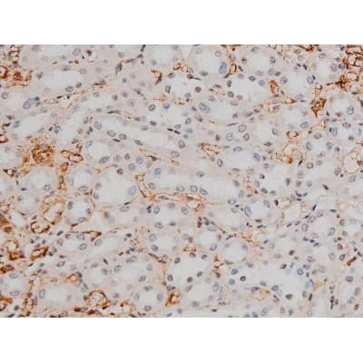 GATA1 Antibody (phospho-Ser142)