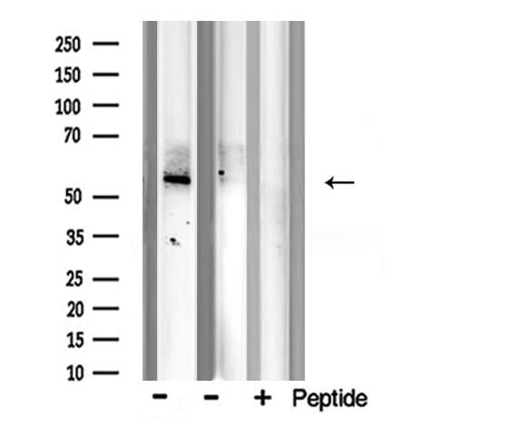BMP7 Antibody