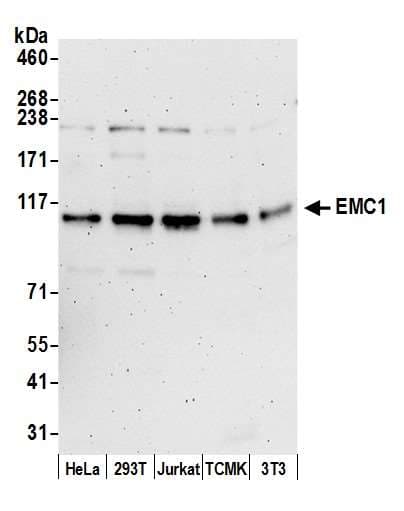 Polyclonal Rabbit anti-Human EMC1 Antibody (aa875-925, WB)