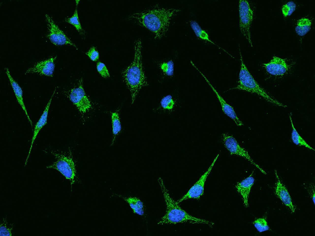 HMGCS1 / HMG-CoA Synthase 1 Antibody