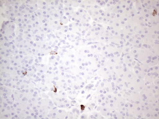 c-Kit / CD117 Antibody (aa27-308, clone OTI2B12, Carrier-free)