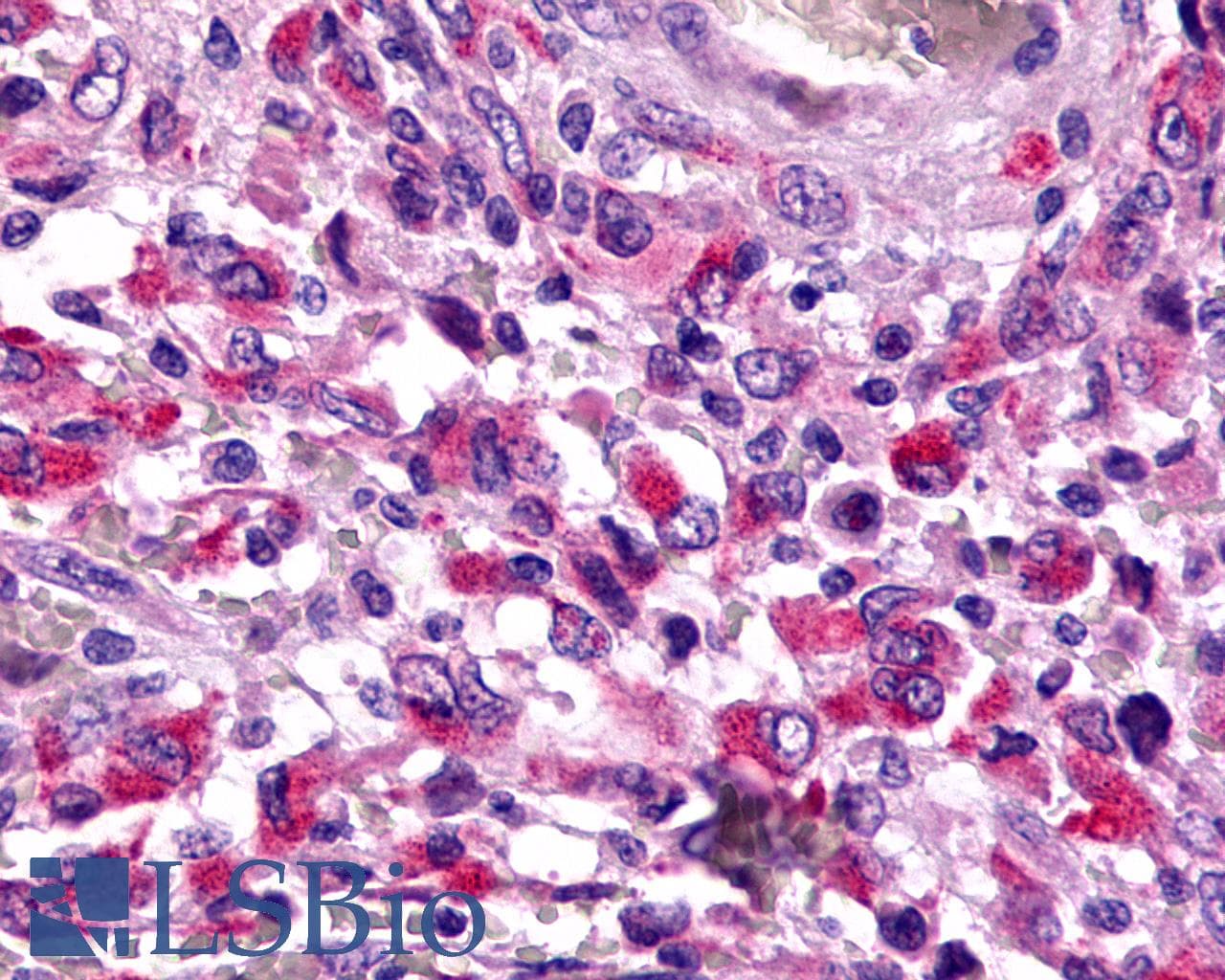 IHC-plus™ TAAR6 Antibody (Cytoplasmic Domain)