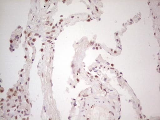 TRIB1 Antibody (clone OTI8C8, Carrier-free)