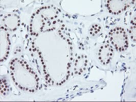 Monoclonal Mouse anti-Human RNF113B Antibody (clone OTI7A1, IHC, IF, WB)