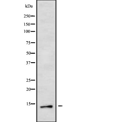 MED11 Antibody