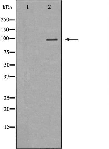 MVP / VAULT1 Antibody