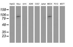 PSMD2 Antibody (clone OTI1G5, Carrier-free)